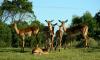 Impalas auf dem EL Golf Course