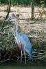 Giant Heron in St Lucia