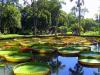 Botanischer Garten Pampelmousse