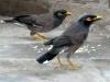 indian mynas, ganz üble futterräuber