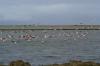 Flamingos in den Salzgewinnungsbecken bei Swakopmund