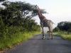 Giraffe in Hluhluwe