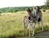 Zebras in Hluhluwe