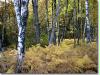 herbstspaziergang04