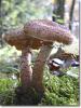herbstspaziergang06
