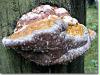 rothaarsteig_6_5