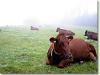 rothaarsteig_6_6
