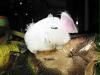 silvester2