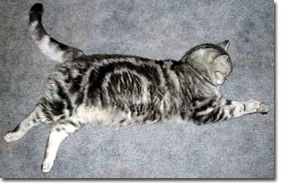 Tote Katze.