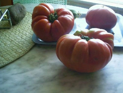 tomatos