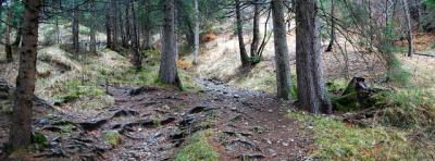 Steig Steig