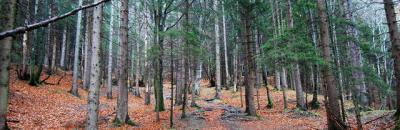 Wald Wald