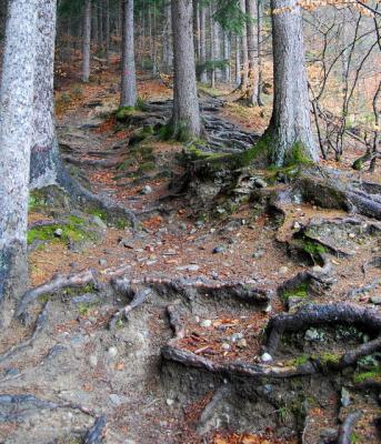 Steig Steig