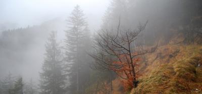 Nebel Nebel