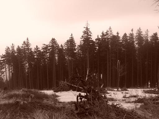 korzen
