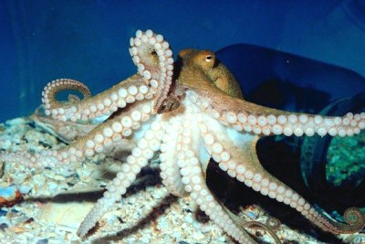 octopus