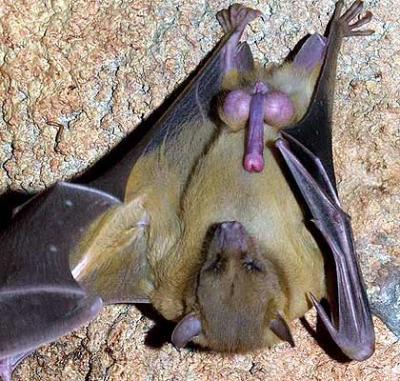 Fledermaus