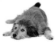 Der-kommunizierende-Hund