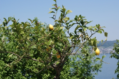 Zitronenbaum