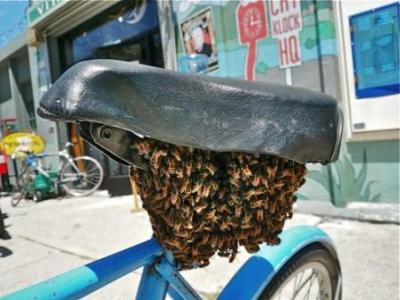 bee_seat