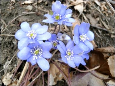 leberbluemli