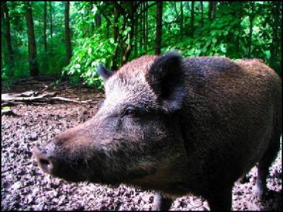 wildsau