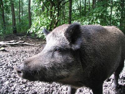 wildschwein