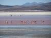 Flamingos in der roten Lagune