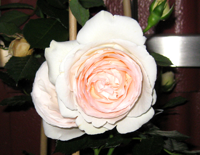 rose1