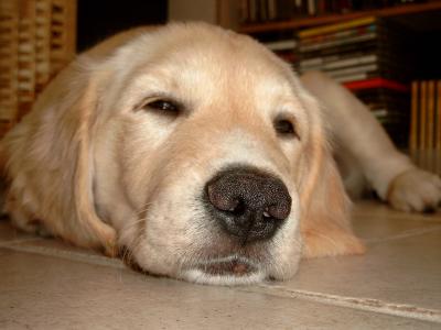 Balu