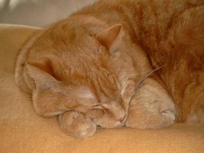 Garfield