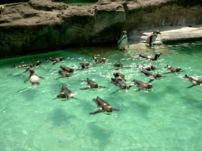 Pinguine