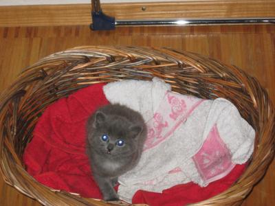 Eine süße kleine Katze