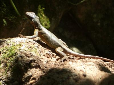 Eine-Echse-in-Iguazu