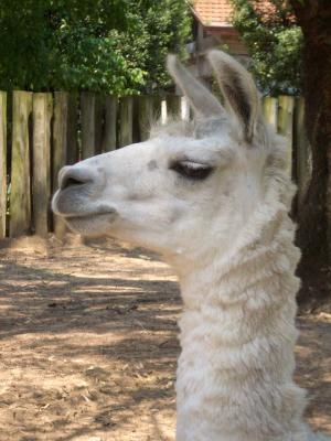 Lama-im-Zoo-von-Buenos-Aires