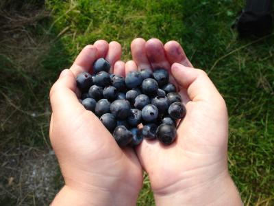 Blaubeeren