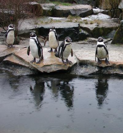 pinguine