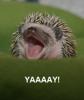 yay