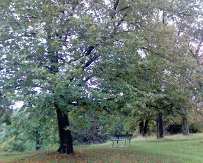 baum-bank