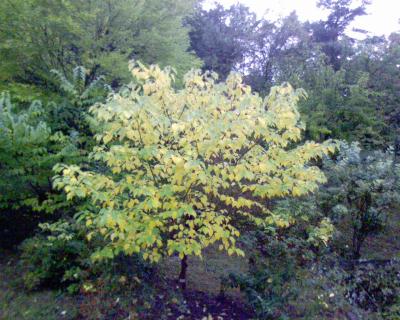 baum-leuchte