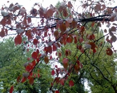 baum-rot
