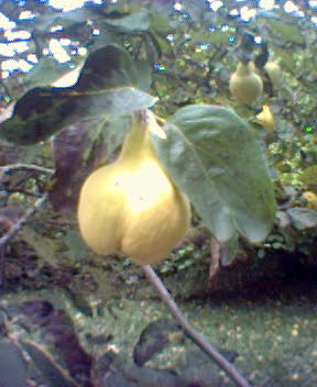 quitte-baum