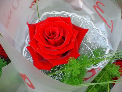 Rose - Valentinstag
