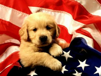 pup_01