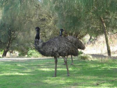 Emus