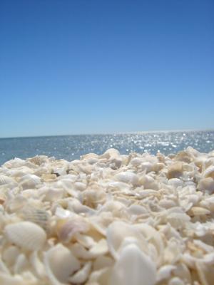West-Coast-pic115-Shell-Beach