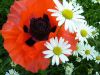 2_marg_m_mohn