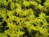 2_sedum_gelb_nah