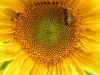 2_sonnenblume_mit_biene_nah