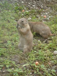 Salzburger-Zoo